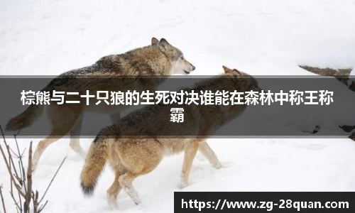 棕熊与二十只狼的生死对决谁能在森林中称王称霸